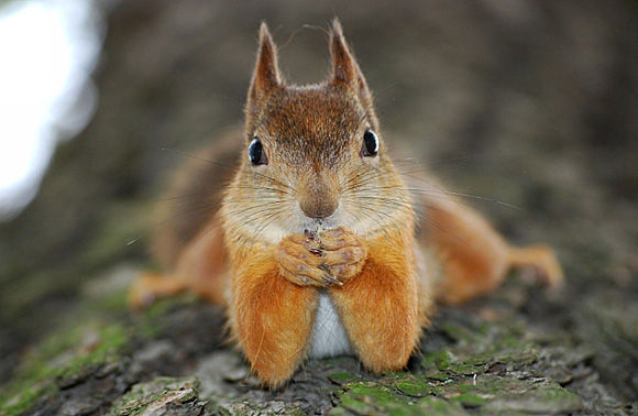 Cute-Squirrel-l