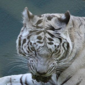 動物園でホワイトタイガーを見たお客さんたちが「パリパリアイス…」「ビエネッタ…」「バニラ多め…」とささやきあっていた
