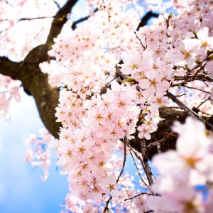 桜の花がまるごと落ちてきて変だなと思って見上げたら…
