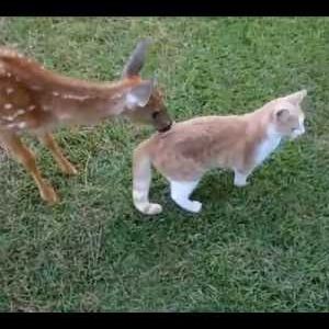 小鹿にひたすら舐められる猫