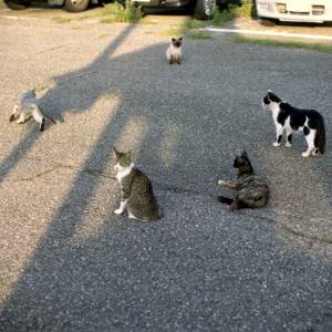 猫の集会をぶちこわすワンコｗｗｗｗｗ