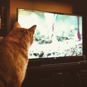「どうなってんの!?」「成長期だな！」TVのウラに現れた超胴長な猫が話題にｗ