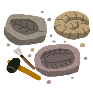 化石の標本箱に「あるお菓子」を入れたら、もはや化石にしか見えなくなったｗ