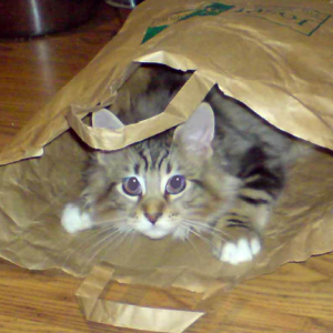 猫が紙袋にダイブを試みた結果…正直そうなるような気はしていた😂