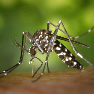 これは意外！ 部屋を飛び回る蚊は「アレ」を使うと簡単に退治できる