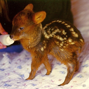 埼玉の動物園で生まれた世界最小のシカ「プーズー」の赤ちゃんが天使すぎる😍
