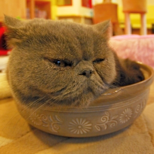 アルミ製の「ひんやり猫鍋」から動こうとしない猫さんたち…それ逆に暑くないかい😅