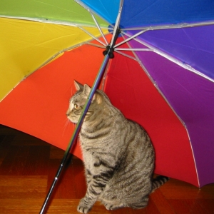 「玄関で傘干してたら…!!  可愛すぎかー！😍」 →猫傘写真祭りに発展ｗ