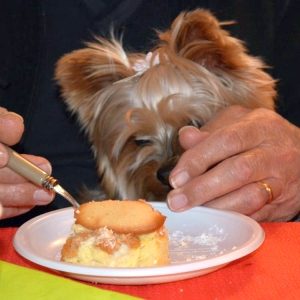 「完全に捕食者の目だ…」犬用ケーキを食べるコーギーの写真が面白すぎるｗ