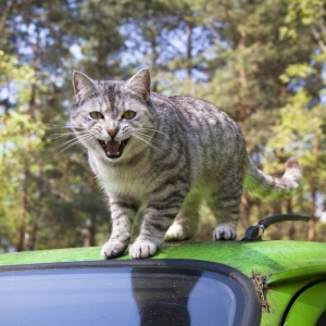 「車のエンジンルームが子猫に占領されている…」→想像以上の光景だったｗ