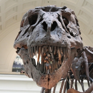 福島で展示されている恐竜の化石を見ていたら…採集者が”あのリーダー”だったｗｗ