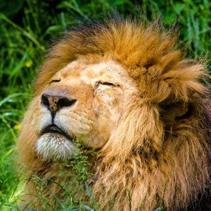 ある動物園で実に見事な「鼻うがい」を見せてくれるライオンが話題にｗ