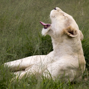 「野生が行方不明」…とある動物園にいるライオンのあまりに警戒心のない“伸び”が話題にｗ
