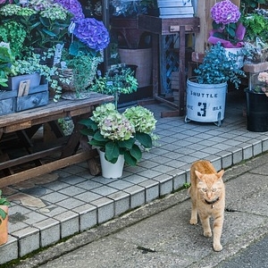 「長年連れ添った夫婦のような背中」京都で黄昏れる野良猫カップルが尊すぎると話題に😺