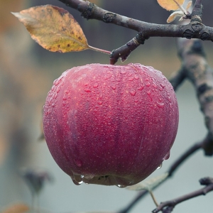 ある“特殊な条件下”で実を結ぶ透明なリンゴ「ゴーストアップル」が神秘すぎる…😳