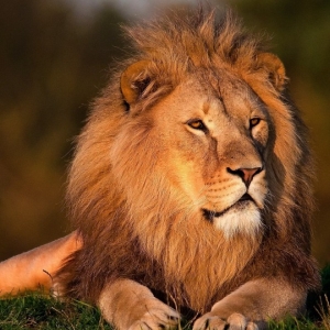 千葉の動物園で注文した「ライオンカレー」がどう見ても別の生き物にしか見えない…ｗ