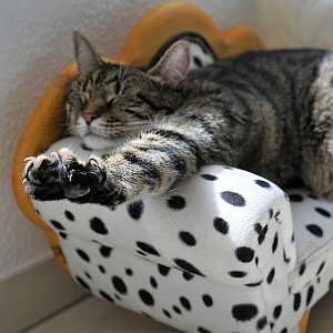 猫さんたちにIKEAの猫用ベッドを買ってあげた結果…😂