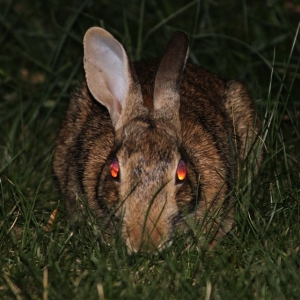 深夜の路上で目撃されたウサギの喧嘩がガチすぎるｗ