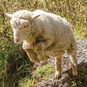 捨てられたマットレスを見つけた子羊たちの荒ぶり方が尋常じゃないｗ