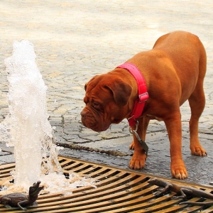 「なぜ犬が…？」トロントの公園にある噴水が謎デザインすぎるｗｗｗ