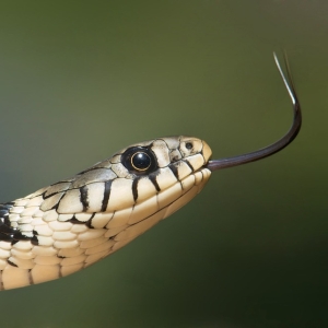 専門家も驚いた…あるツイ民が撮影した蛇の“異常行動”が話題に