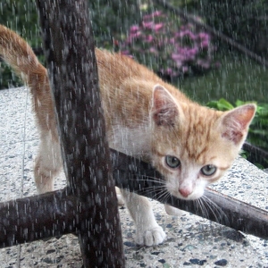 大雨に晒された野良猫が可哀想だったので家に入れてあげた結果…😸