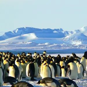「これは知らなかった…」南極が北極よりも寒い理由が意外すぎた😳