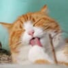 【動画】一心不乱に『ちゅーる』を食べる猫さん、勢いあまって“とんでもないモノ”を口に入れてしまう😅