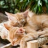 「これは尊い…」奇跡的なユニゾン状態で眠る二匹の猫さんたち😻