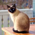知ってた？ 生まれたてのシャム猫には“あの独特な模様”は存在しない！→大人になると色がつく理由がコチラ