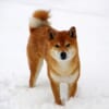 【動画】生まれてはじめての雪に大興奮した柴犬の動きがヤバすぎるｗｗｗ
