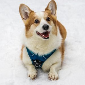 知識 知ってた コーギーの尻尾は本来こんな形なんです えのげ