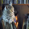 まるでビクター猫！レコードの音楽を止めてとぼける猫が可愛すぎる😸