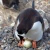 【衝撃】「水に入れるとペンギンのひなが孵る」という卵玩具で遊んでみた結果ｗｗｗ