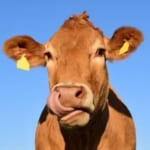 【速報】神奈川県厚木市の道路を牛が暴走中ｗｗｗ
