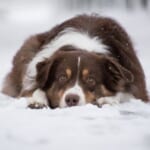 【驚愕】大はしゃぎで雪に飛び込んだメス犬さん、オス犬と化す🤔