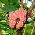 【必知】日本三大有毒植物「ドクウツギ」の持つ毒の性質が厄介すぎる…😨