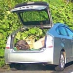 【衝撃】プリウス乗りの爺さん、“高規格道路”の脇に堂々と駐車し「フキ」を採取😱