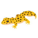 【動画】レオパが靴下を脱ぐ瞬間…スポッと脱げて気持ちよすぎる🦎