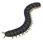 【驚愕】ヤスデを刺激すると発する臭いは…あの“中華料理”そっくりらしいｗｗｗ