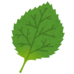 【何故】家の2階ベランダでシソを育ててみたら……“1階の庭”が凄いことになった😱 その理由がコチラ