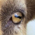 「知らなかった！」ヤギのあの特徴的な目は夜になると……😱