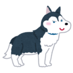 「やっぱ新幹線だったんじゃないですかねー！」飼い主が渋滞に捕まったハスキーの煽りフェイスがカワイイ🐶