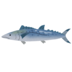 魚市場「発砲スチロールにサワラが収まりきらない！」→その解決方法が芸術的すぎると話題にｗｗｗｗ