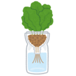 【衝撃】押し入れで水耕栽培を始めたら…サンチュが食べ放題になったｗｗｗｗ