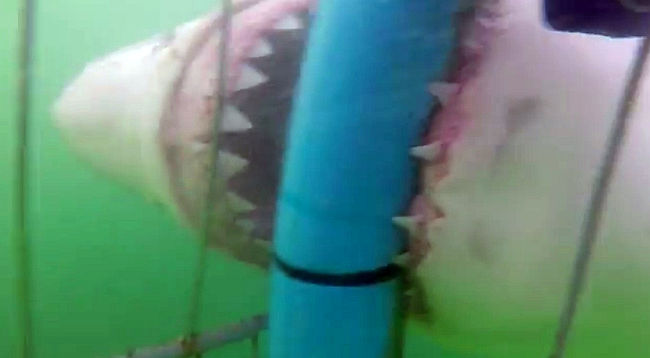 あまりの恐怖に笑うしかない サメがダイバーの入ったケージに猛攻撃 えのげ