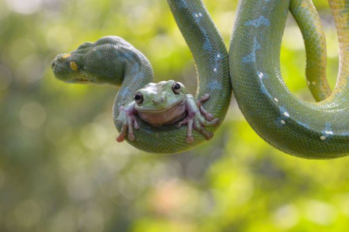 カエルとヘビのグリーングリーンな異種仲良し画像 ヘビ注意 えのげ